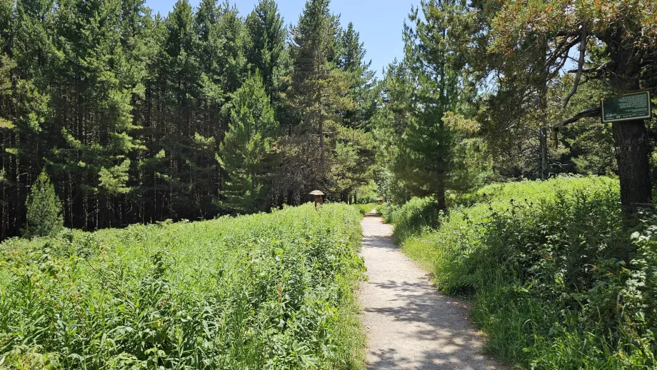 Forests in the lower elevations of the Vitosha Mountains