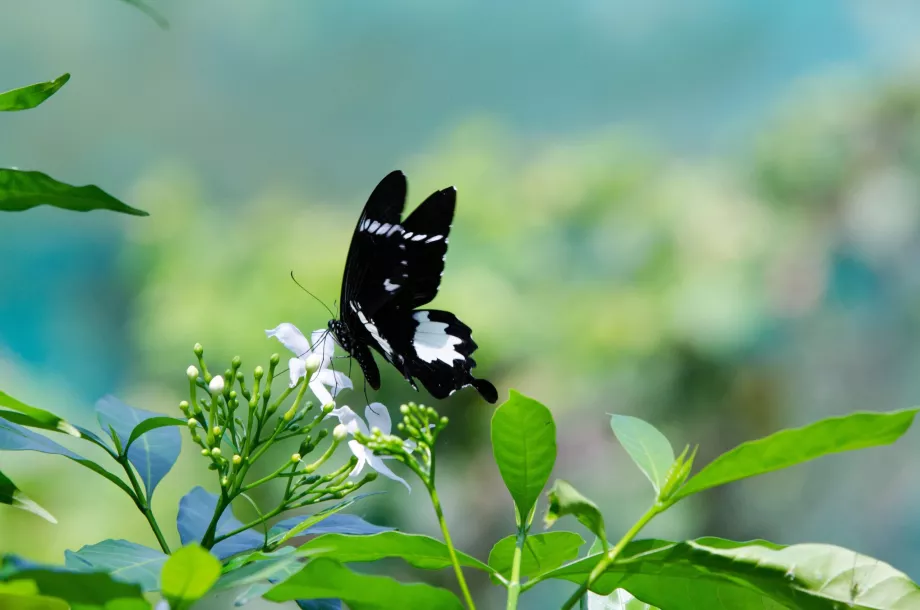 Butterfly garden