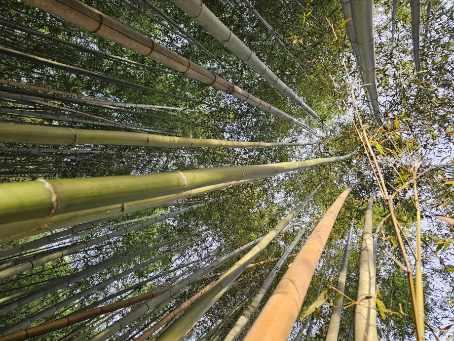 Bamboo forest