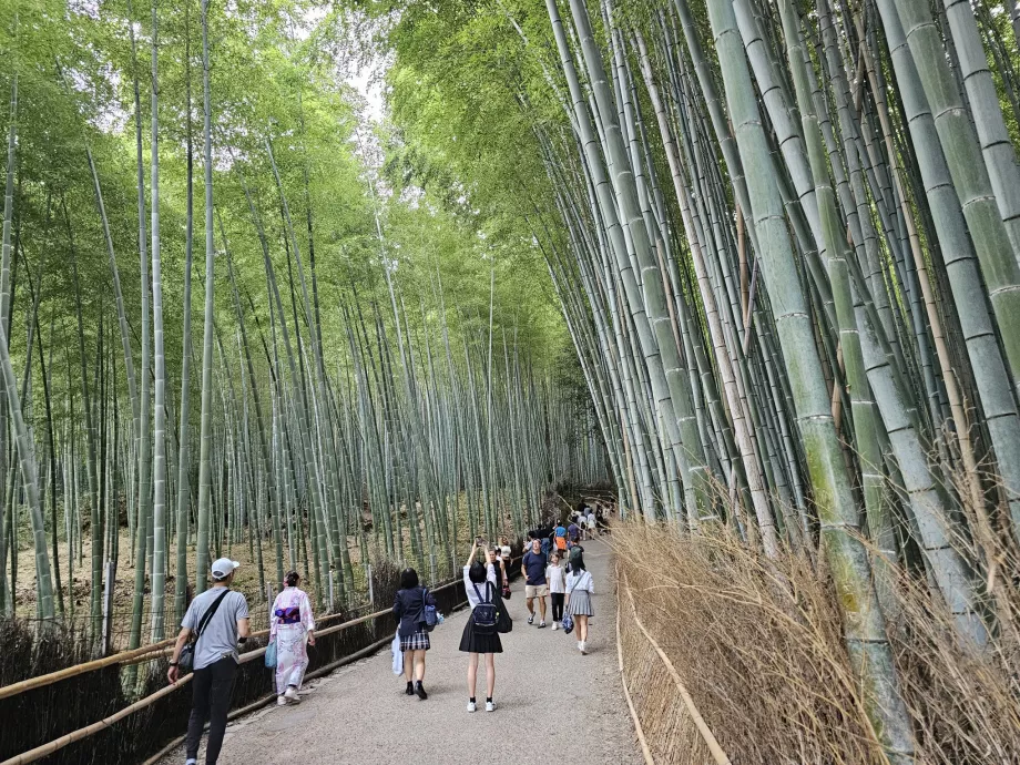 Bamboo forest