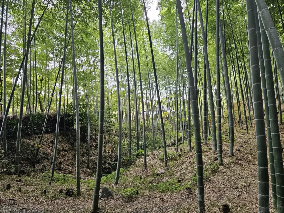 Bamboo forest