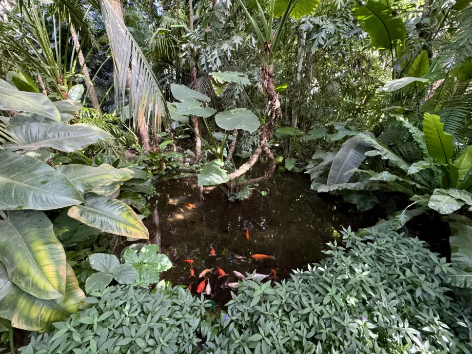 Exotic palm trees and Koi carp