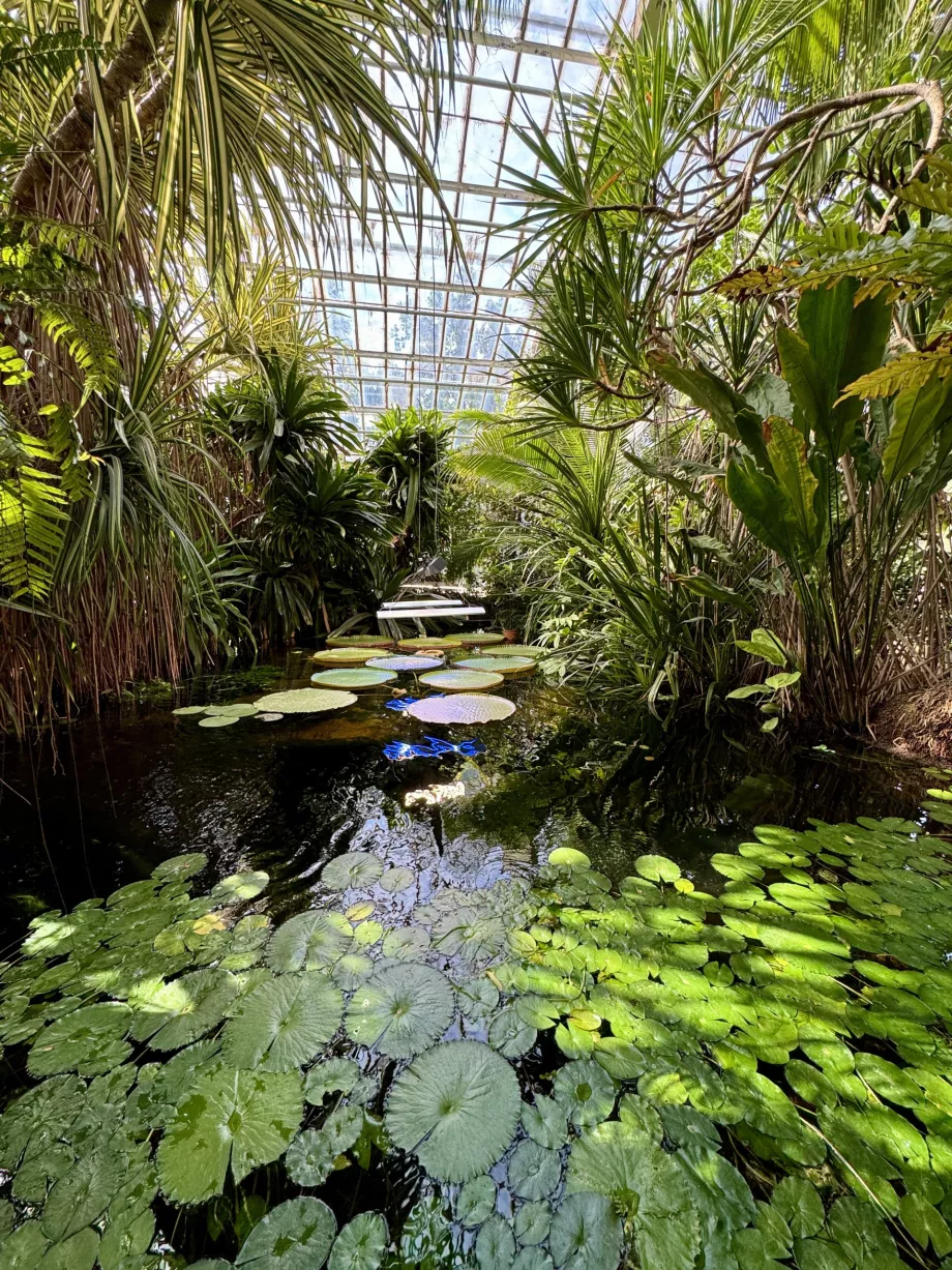 Pond in the Palm House