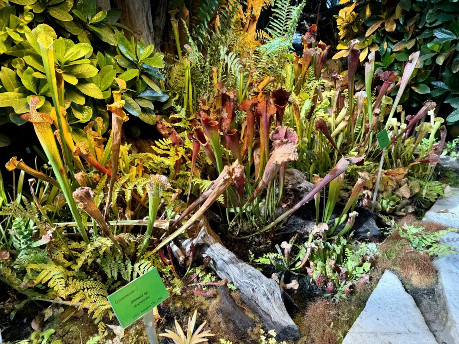 Carnivorous plants