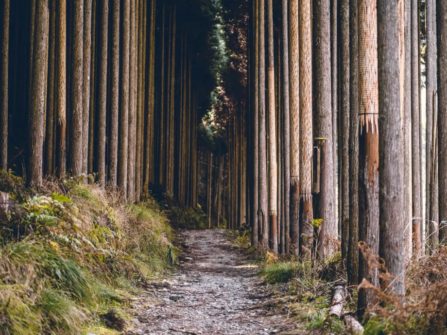 Kiyotaki River Trail