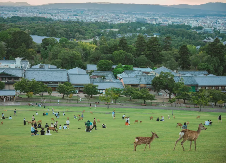 View from Nara Park