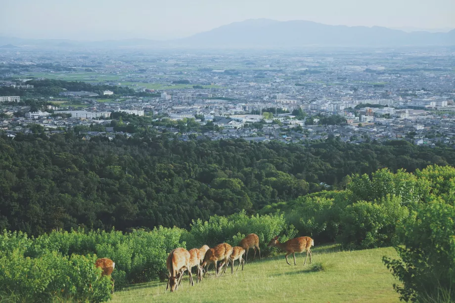 View from Nara Park