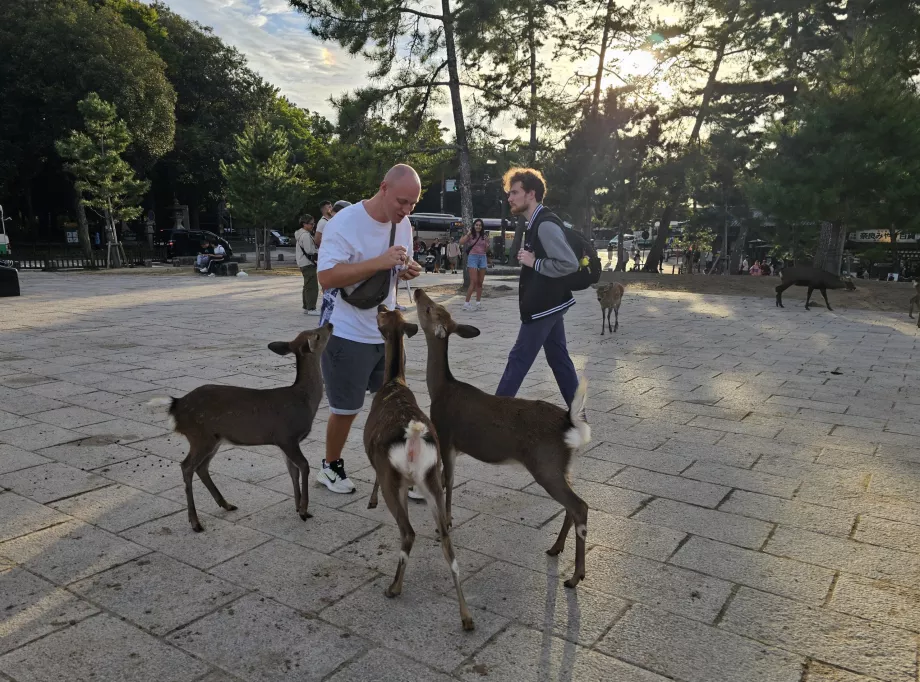 Deer feeding