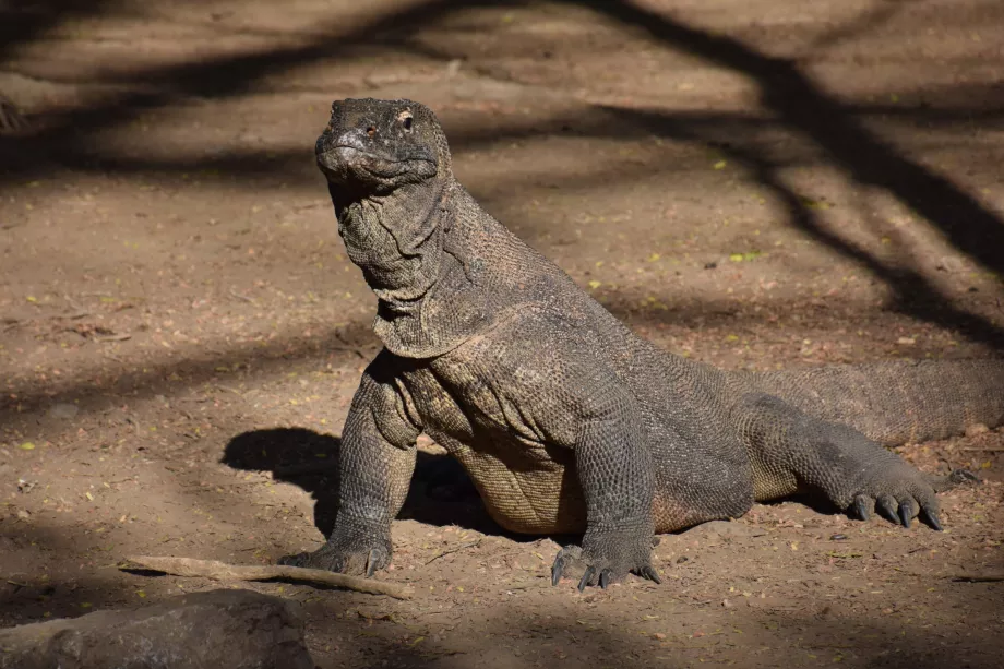 Komodo Island, Komodo Islands, Indonesia