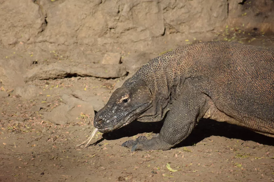 Komodo dragon, Komodo Islands, Indonesia