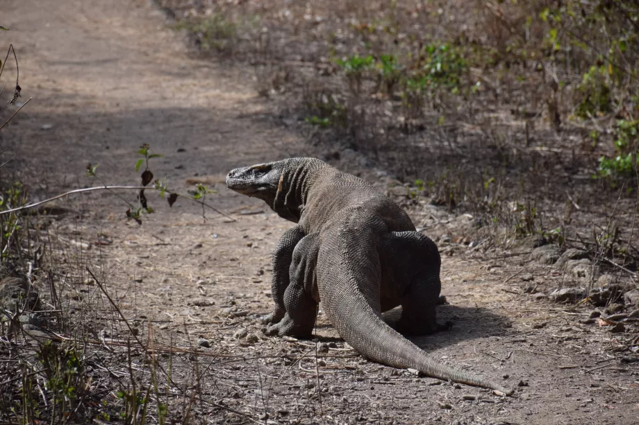 Varan komodo, Komodo Islands, Indonesia