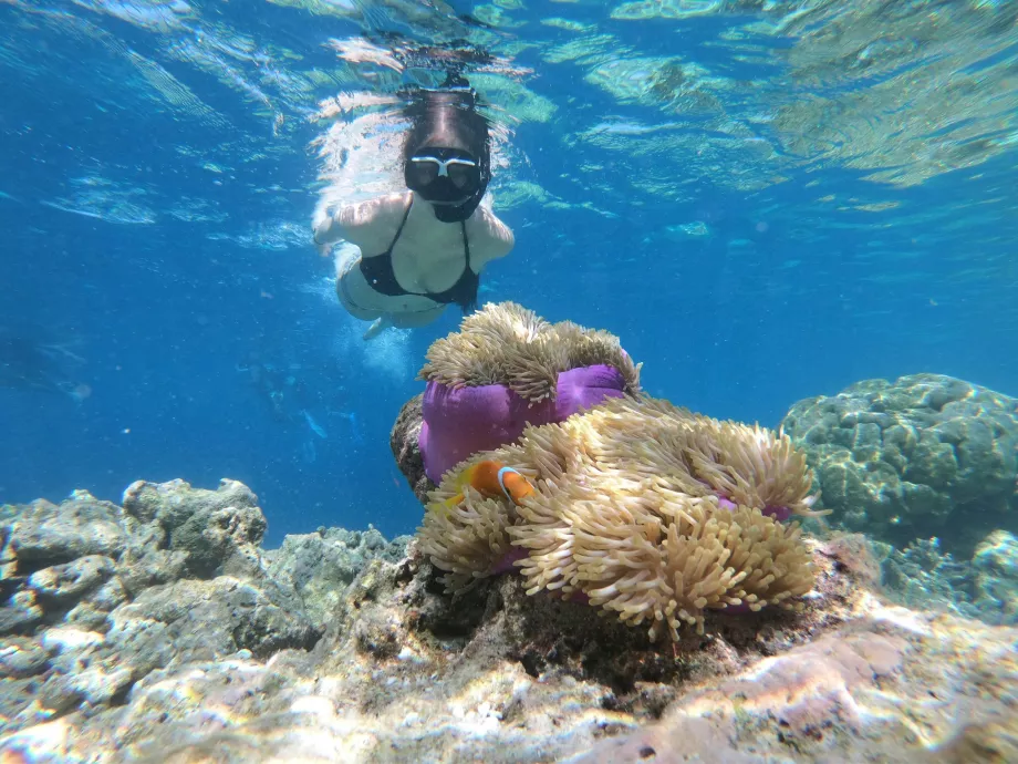 Manjerite Point, Komodo Islands, Indonesia