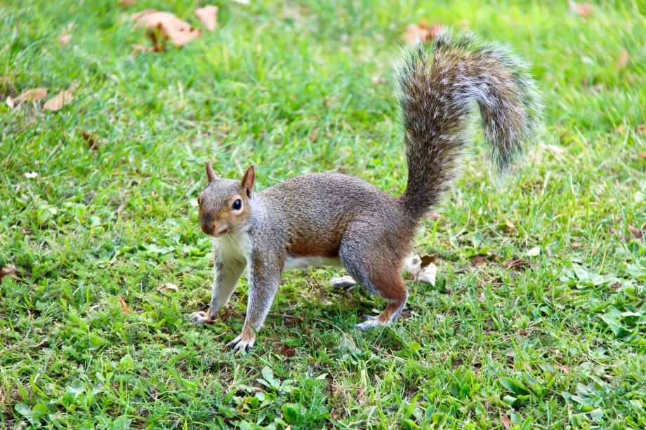 Squirrel Hyde Park