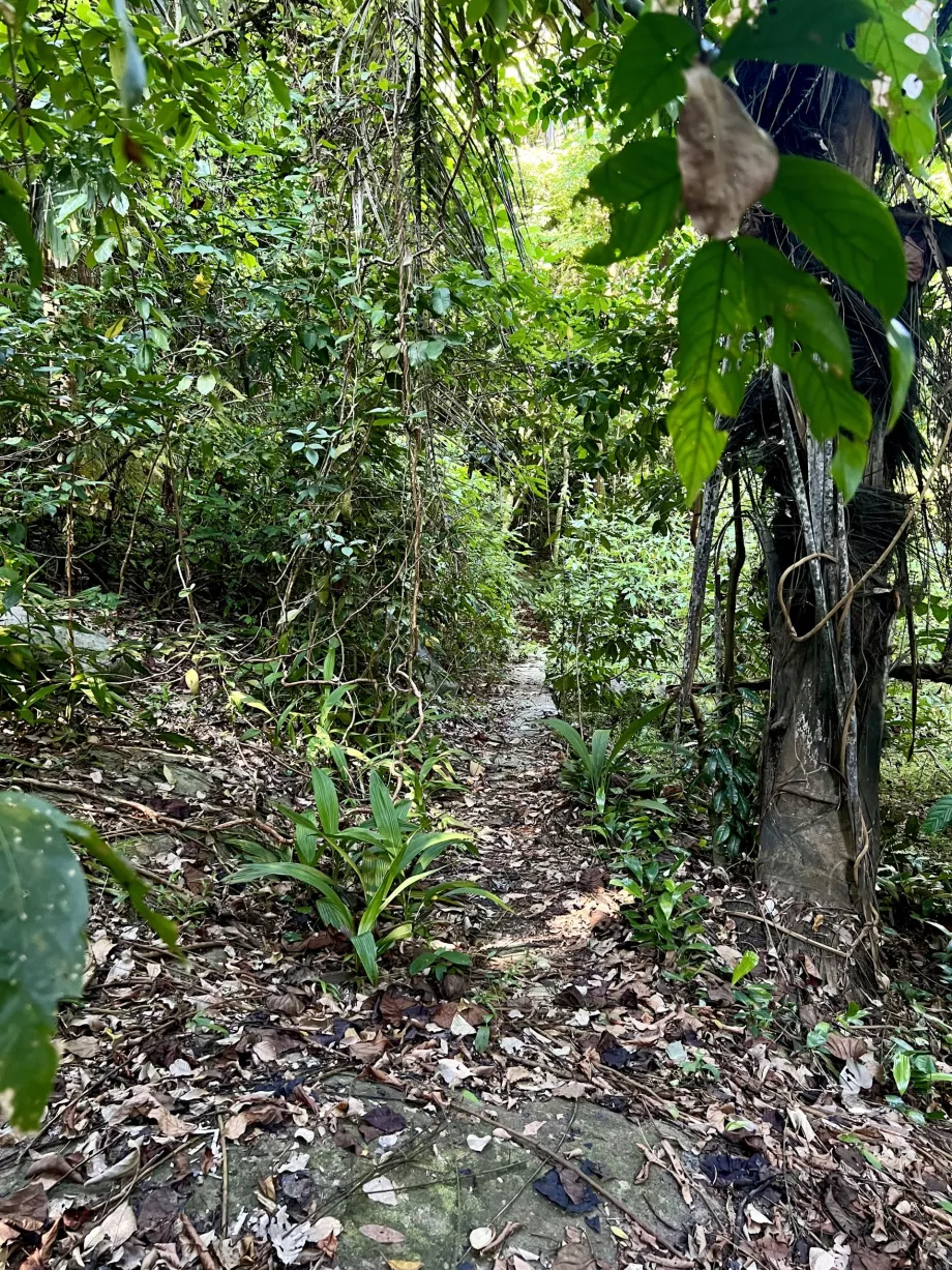 Paya trek to Genting, Tioman