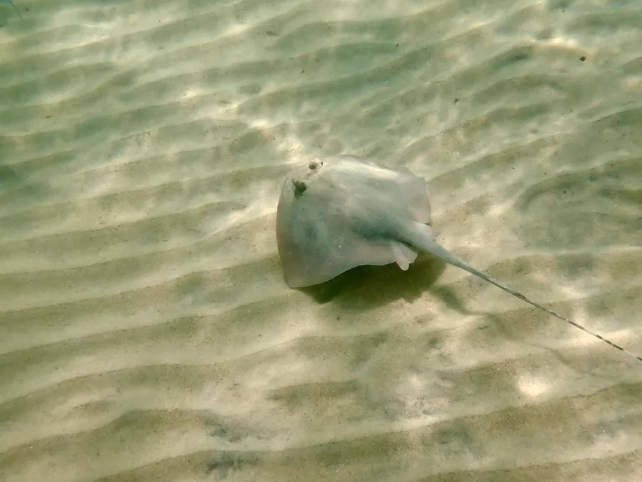 Snorkelling on Tioman