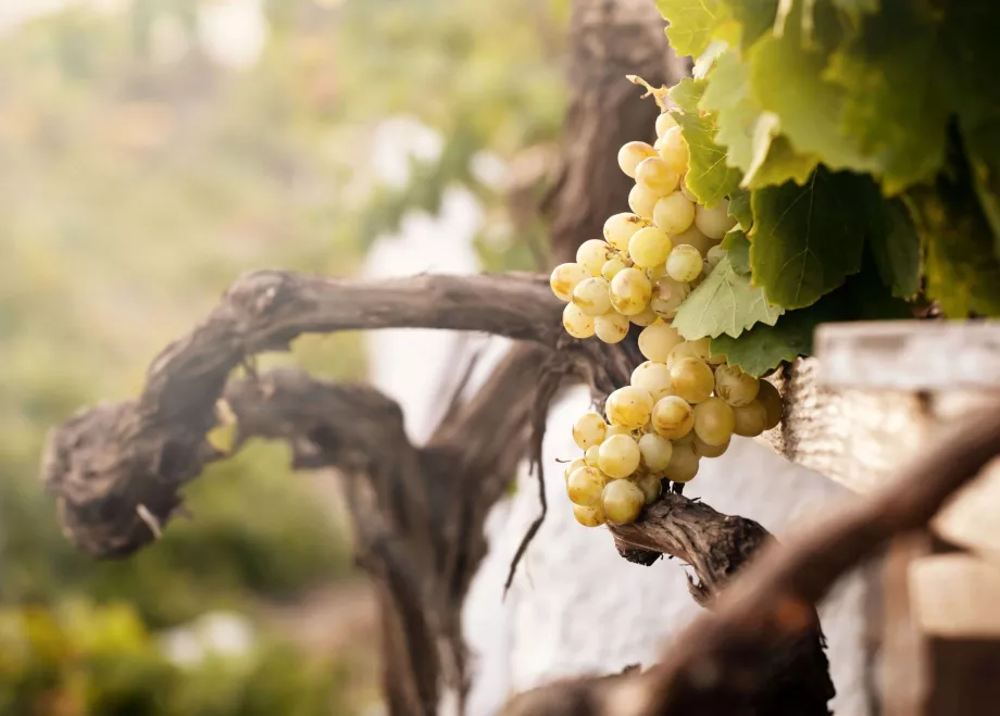 Santorini Wine Museum