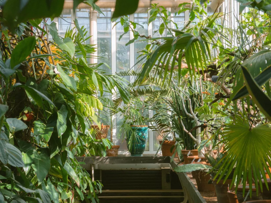 Inside Palmhuset